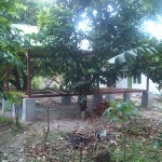 Perkembangan Saung Taman Bacaan Excellent, Juni 2012